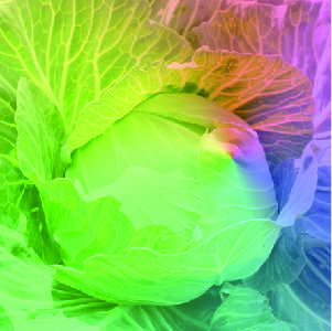 Cabbage