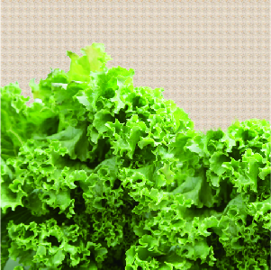 Lettuce